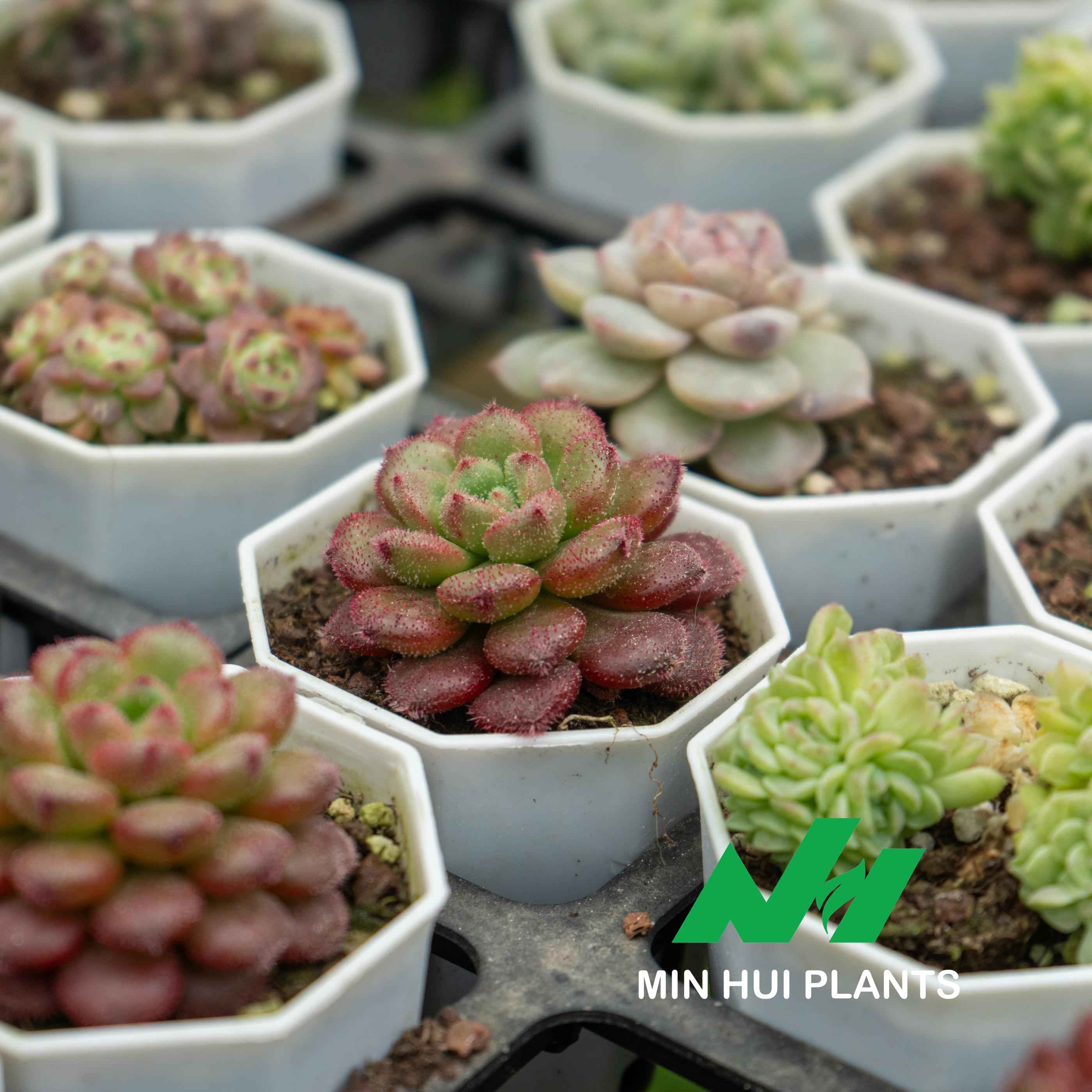 MinHui Plants-Firefur thumbnail 2